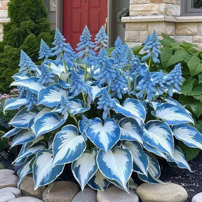 🔥Premium Rare Hosta Seeds🌿Shade-Tolerant Plant